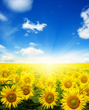  Sunflowers And Sun