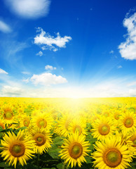 Wall Mural - sunflowers and sun