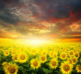 Wall Mural - sunflowers and sun