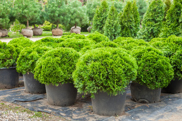 Cypresses plants on tree farm