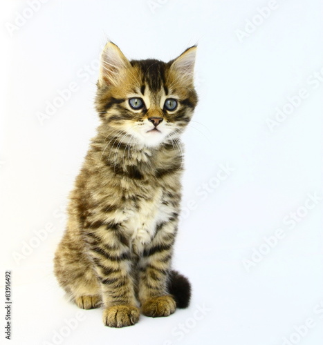 Chaton Tigre Bringe Brun Yeux Bleus Fond Blanc Stock Photo Adobe Stock Chaton Tigre Bringe Brun Yeux Bleus Fond Blanc Stock Photo Adobe Stock