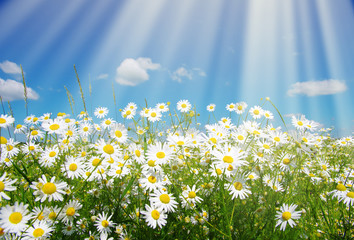 Wall Mural - daisy flowers
