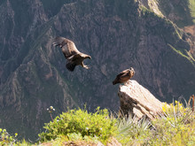 Cruz Del Condor Andean Condors