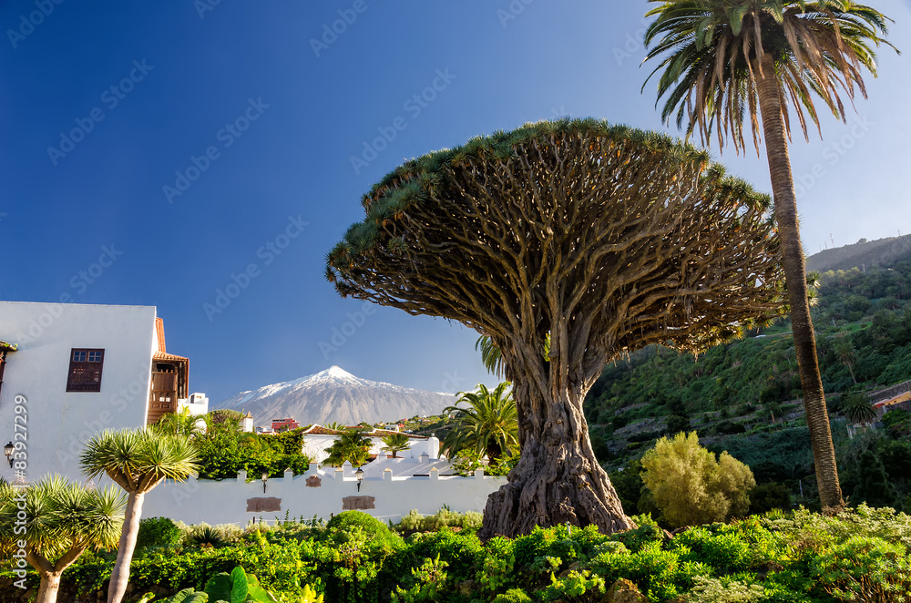 Drachenbaum und Teide auf Teneriffa - obrazy, fototapety, plakaty 