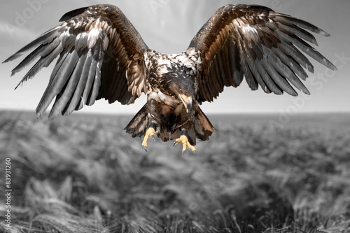 Obraz w ramie Hawk, Bird, Eagle.