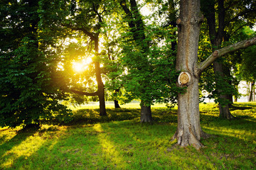 Wall Mural - Sunlight on green forest