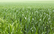 Long green grass in a field