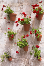 Geranium Red Flowers In Pot On Brick Wall