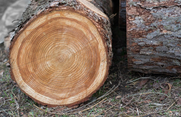 Wall Mural - Tree Ring