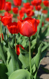 Fototapeta Tulipany - Vertical background with red tulips in nature