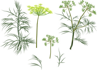 Wall Mural - green dill plants collection isolated on white
