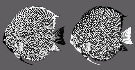 Wall Mural - vector black and white aquarium fish discus