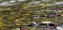 Small Creek And Colourful Pebbles