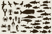 Set Of Marine Animals. Vector