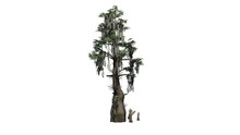 Bald Cypress Tree  - Separated On White Background