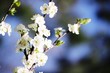 Plum blossoms, Reneclode white blossoms under blue sky