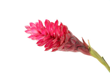 Poster - beautiful tropical red ginger flower on isolate white background