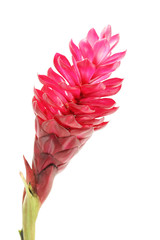 beautiful tropical red ginger flower on isolate white background