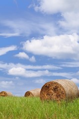 Wall Mural - Agriculture landscape with rolls of straw on the field