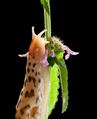 Sticker - Leopard slug on flowering grass