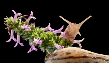 Sticker - Leopard slug bent around flower