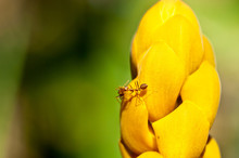 Ant On Yellow Flower