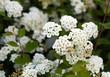 © milosz_g - Spirea blooming