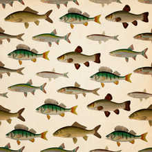 Square Fish Background
