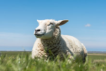 Sheep On Meadow In Blue Sky