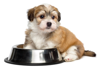 Wall Mural - Cute hungry Havanese puppy is sitting next to a metal food bowl