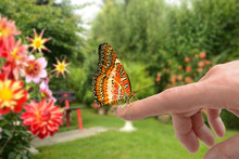 Schmetterling 175