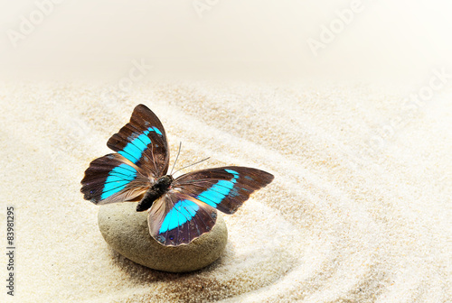 Fototapeta na wymiar Butterfly Prepona Laerte on the sand