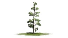 Eastern White Pine Tree Cluster - Separated On White Background