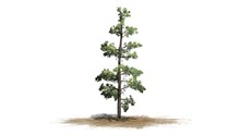Eastern White Pine Tree Cluster - Separated On White Background