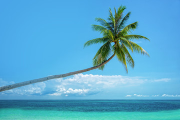 Leaning palm tree over the sea