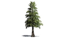 Western Red Cedar Tree - Separated On White Background