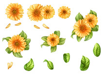 Set Of Isolated Yellow Gerbera Flowers And Leaves 