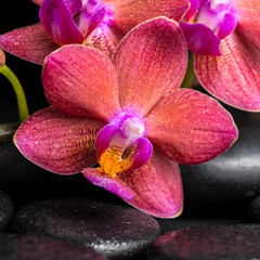  piękne spa martwa natura z kwitnących gałązek czerwony kwiat orchidei, pha