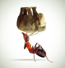 Ant Lifting An Elephant / Ant Holding An Elephant