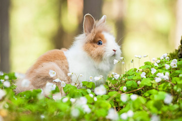 Little dwarf rabbit sitting in flowers