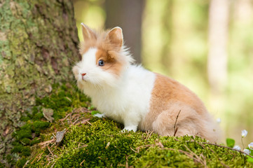 Little dwarf rabbit in the forest