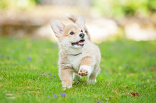 Pembroke Welsh Corgi Puppy Running