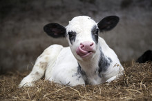 Very Young Black And White Calf In Straw Of Barn
