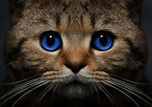 Portrait Of A Cat Scottish Straight With Blue Eyes Closeup