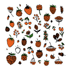 Leinwandbilder - Berries collection, sketch for your design