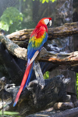 Fototapeta na wymiar Red and blue macaw, colorful bird