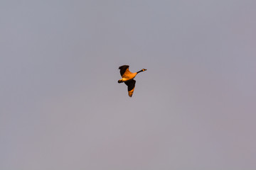 Poster - Canada Goose in Flight