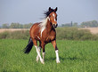 Beautiful horse of piebald colour trotting on a green meadow