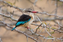 Brown Hooded Kingfisher Sitting On Thorny Branch
