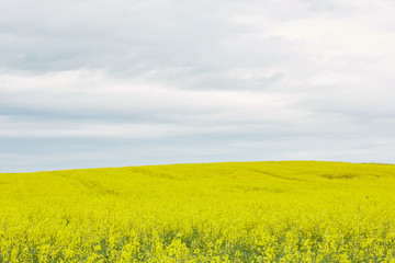 Wall Mural - rapeseed field with yellow flowers